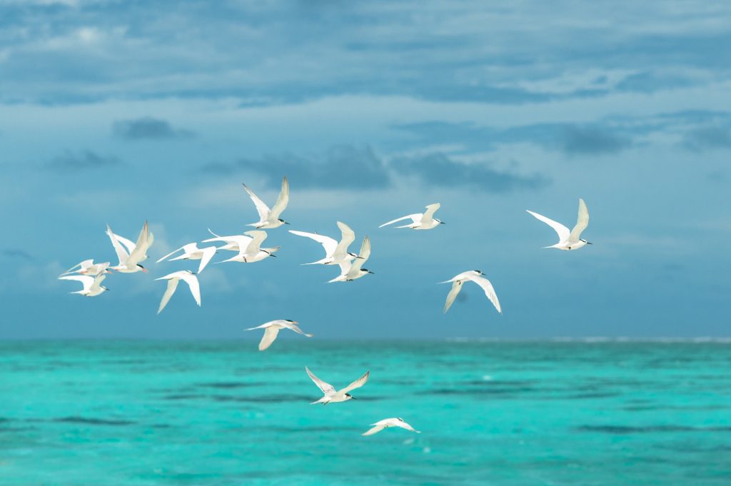 Flock of White Seagulls Flying over the Large Body of Water