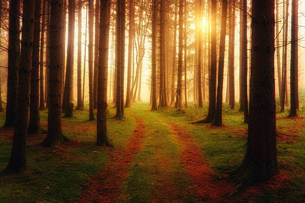 Landscape Photography of Forest