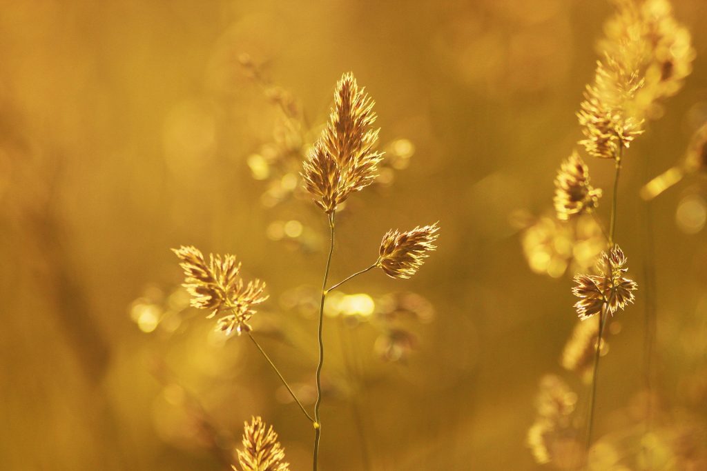 Close-up of Wheat Plant during Sunset