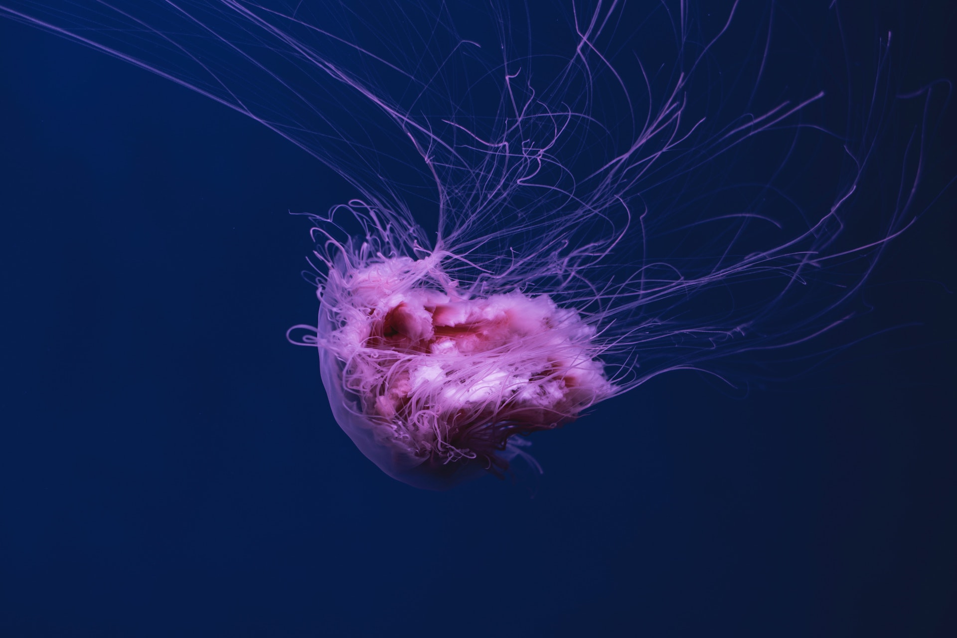 Photo of Pink Jellyfish