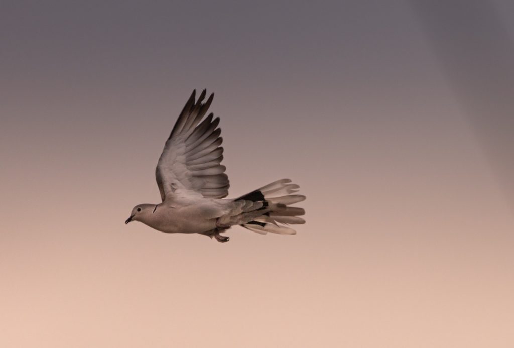 white bird flying during daytime