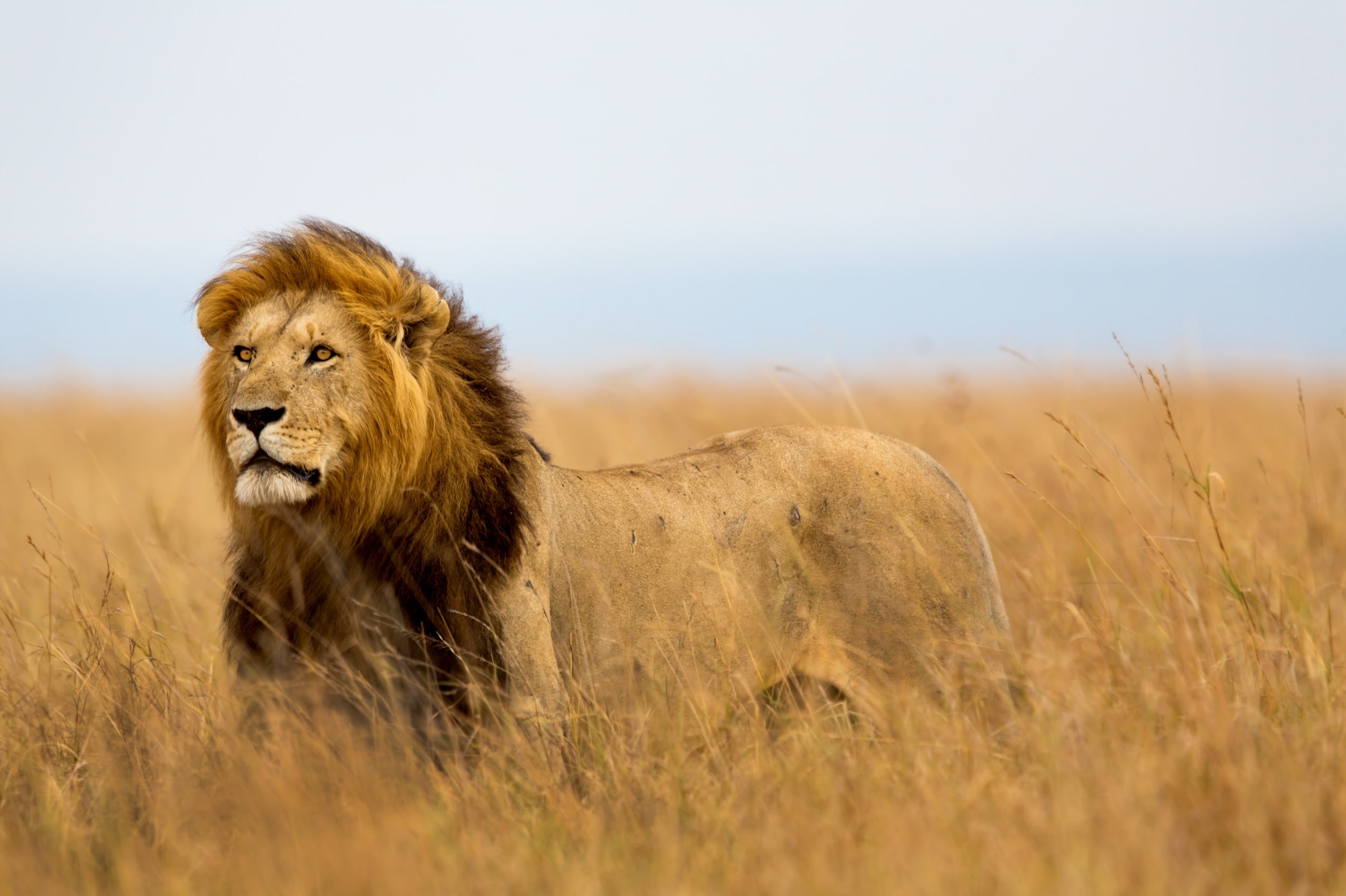 Mighty Lion watching the lionesses who are ready for the hunt in Masai Mara, Kenya