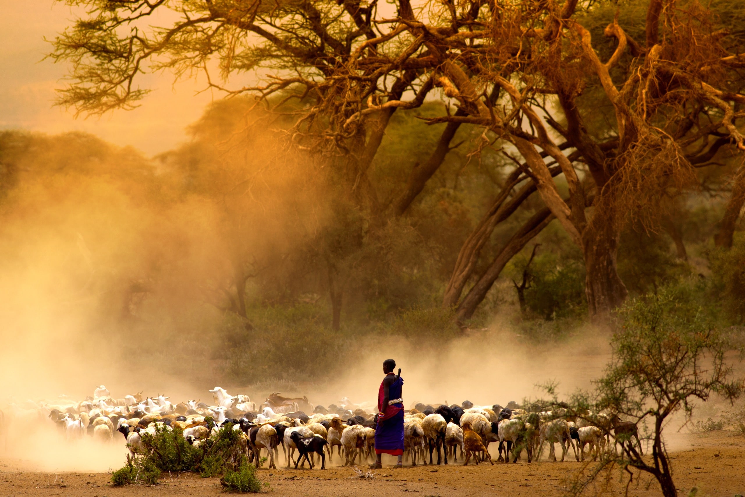 shepherd leading a flock of goats