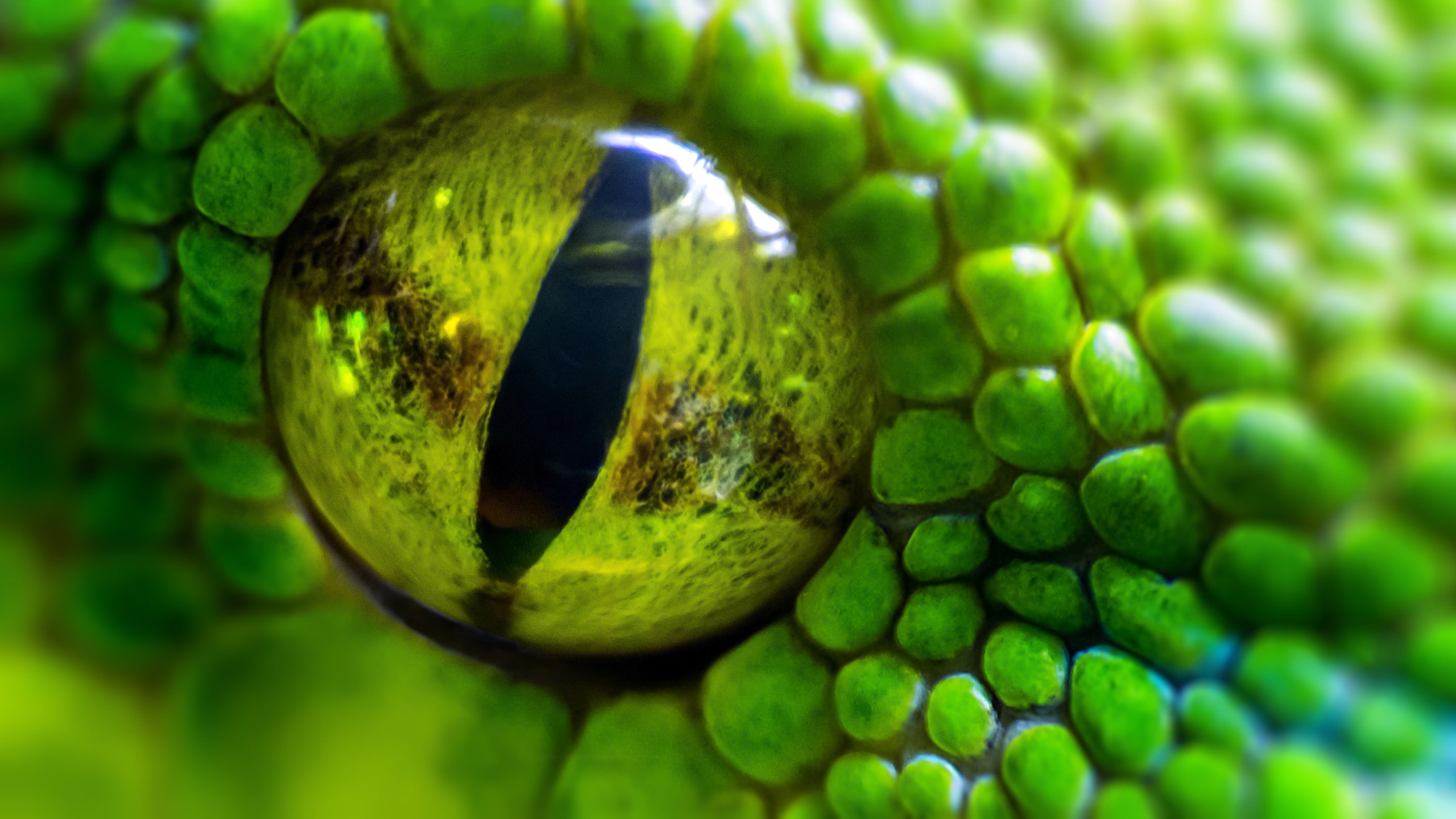 Green python (Morelia viridis) closeup of the eye